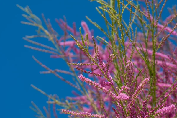 Tamarix Planta Con Flores Color Rosa Primer Plano Enfoque Selectivo —  Fotos de Stock