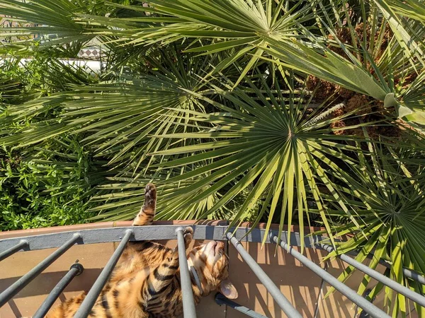 Gato Doméstico Bengala Está Descansando Balcón Cerca Palmeras Día Soleado — Foto de Stock