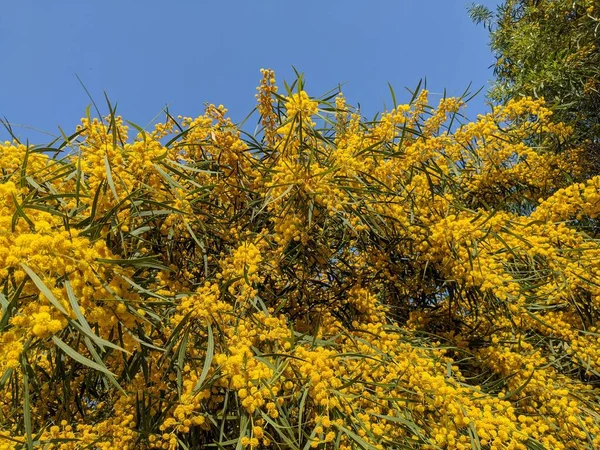 Beautiful Blooming Mimosa Acacia Dealbata Close Selective Focus — Fotografie, imagine de stoc