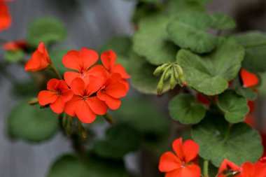 Pelargonium çiçeği, yaklaş. Kırmızı pelargonyum, pelargonyum bitkisi. Çiçek ekimi, bahçe, ev bahçesi. Seçici odak