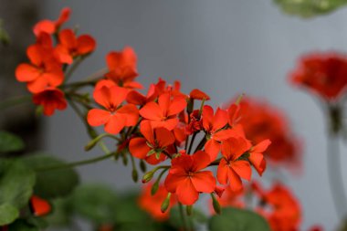 Pelargonium çiçeği, yaklaş. Kırmızı pelargonyum, pelargonyum bitkisi. Çiçek ekimi, bahçıvanlık, ev bahçesi. Seçici odak