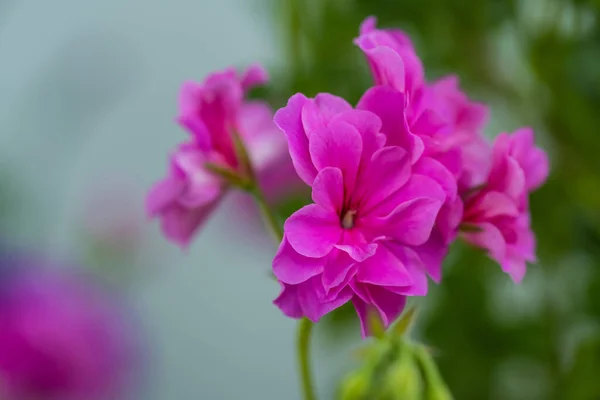 Pelargoniová Květino Zblízka Růžový Pelargonium Pelargoniová Rostlina Krásné Velké Růžové — Stock fotografie