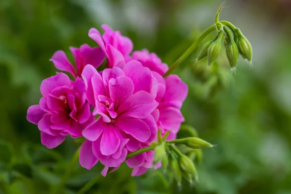 Pelargoniumblomma Stäng Rosa Pelargonium Pelargoniumväxt Vackra Stora Rosa Blommor Blomodling — Stockfoto