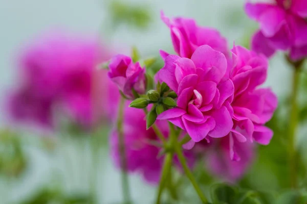 Flor Pelargonium Perto Pelargonium Rosa Planta Pelargonium Lindas Flores Rosa — Fotografia de Stock