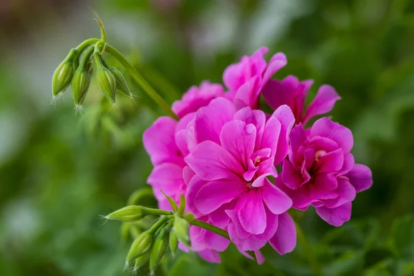 Flor Pelargonio Cerca Pelargonio Rosa Planta Pelargonio Hermosas Flores Rosadas — Foto de Stock