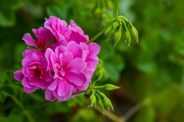 Flor Pelargonium Perto Pelargonium Rosa Planta Pelargonium Lindas Flores Rosa — Fotografia de Stock