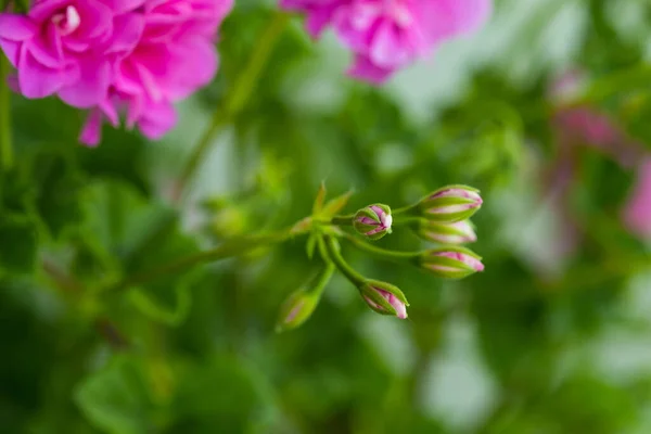 Pelargonien Blühen Aus Nächster Nähe Pelargonium Rosa Pelargonium Pflanze Schöne — Stockfoto