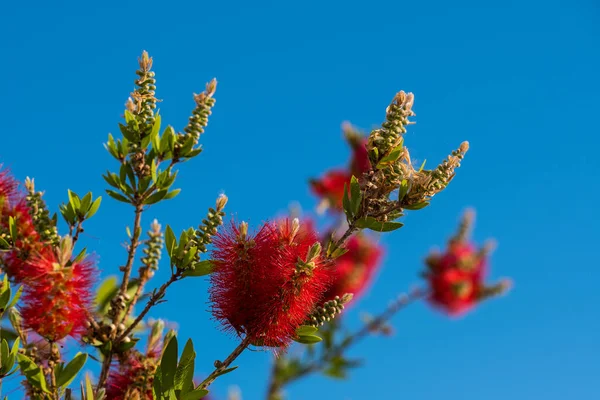 Flor Vermelha Engarrafamento Bottlebrush Little John Dwarf Callistemon Foco Selectivo — Fotografia de Stock