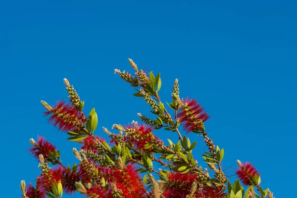 Rote Flaschenbürstenblume Flaschenbürste Oder Little John Zwergkallistemon Selektiver Fokus Blauer — Stockfoto