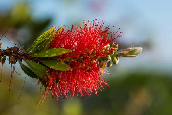 Rote Flaschenbürstenblume Flaschenbürste Oder Little John Zwergkallistemon Selektiver Fokus Verschwommener — Stockfoto