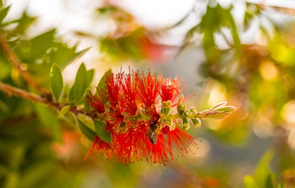 Rote Flaschenbürstenblume Flaschenbürste Oder Little John Zwergkallistemon Selektiver Fokus Verschwommener — Stockfoto