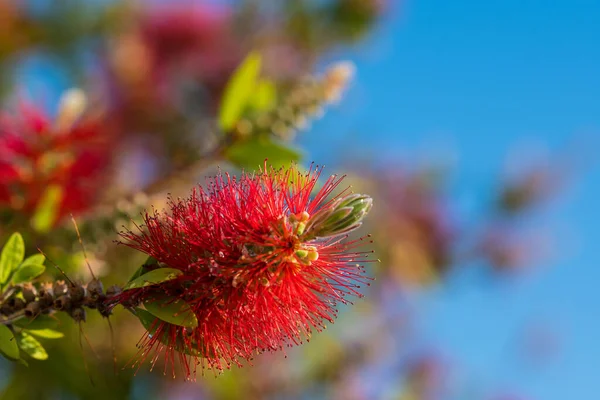 Kırmızı Şişe Fırçası Çiçeği Şişe Fırçası Küçük John Cüce Callistemon — Stok fotoğraf