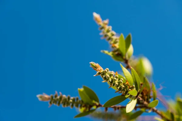 Flor Vermelha Engarrafamento Bottlebrush Little John Dwarf Callistemon Foco Selectivo — Fotografia de Stock