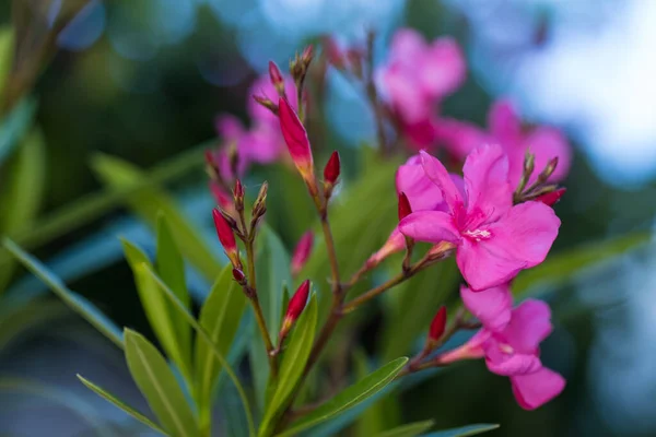 Růžové Květy Oleandr Pozadí Letní Čas Koncept — Stock fotografie
