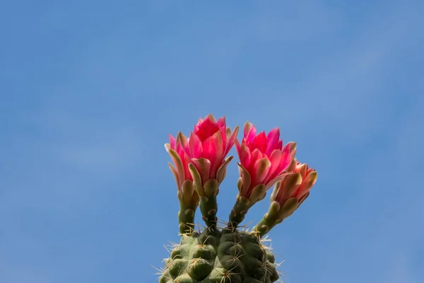 Blooming Cactus Blue Sky Banner Space Text Royalty Free Stock Images