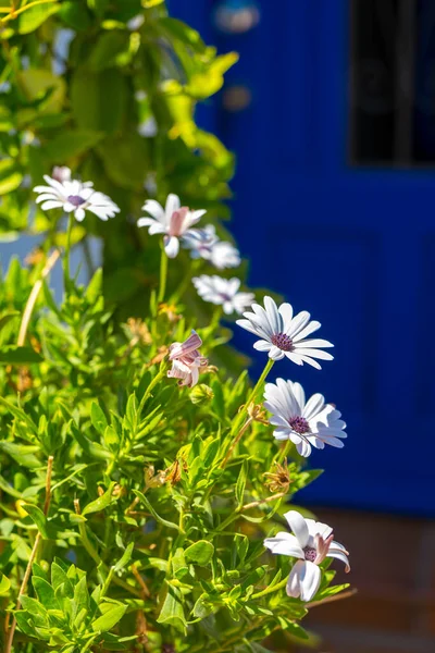 Blühende Margeriten Auf Dem Hintergrund Einer Blauen Tür — Stockfoto