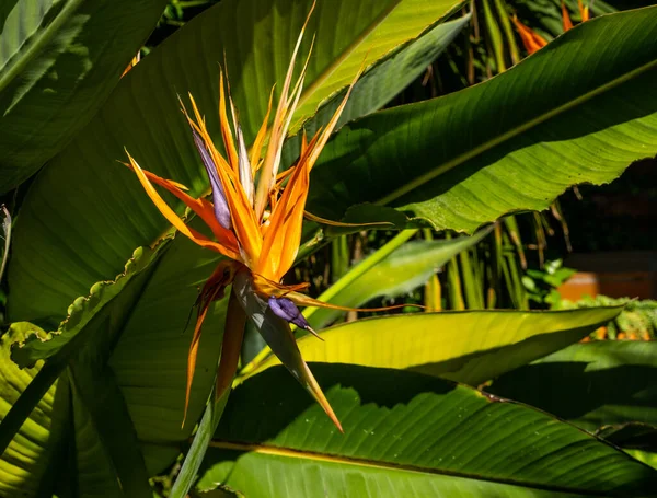 Strelitzia Ave Del Paraíso Lirio Grulla Fondo Floral Jardinería Doméstica —  Fotos de Stock