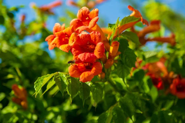 Honey Bee Trumpet Vine Flower Beautiful Red Flowers Trumpet Vine — Stock Photo, Image