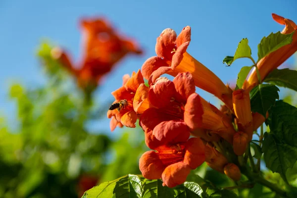 Trompet Vine Çiçeği Nde Bal Arısı Trompet Sarmaşığının Güzel Kırmızı — Stok fotoğraf
