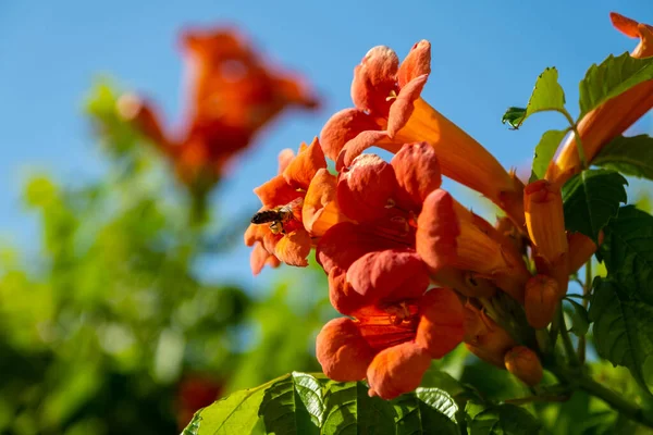 Trompet Vine Çiçeği Nde Bal Arısı Trompet Sarmaşığının Güzel Kırmızı — Stok fotoğraf