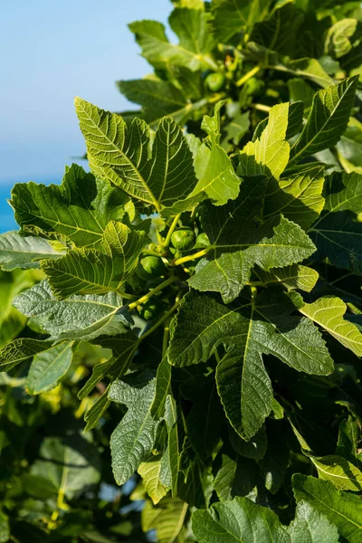 Frutos Higos Verdes Que Maduran Una Rama Árbol Jardinería Casera — Foto de Stock