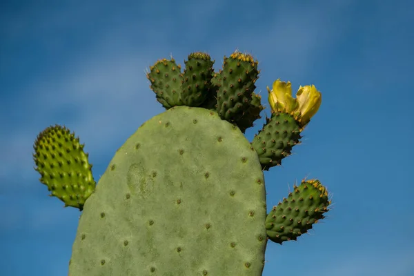 Blooming prickly pear cactus against the blue sky. Place for text