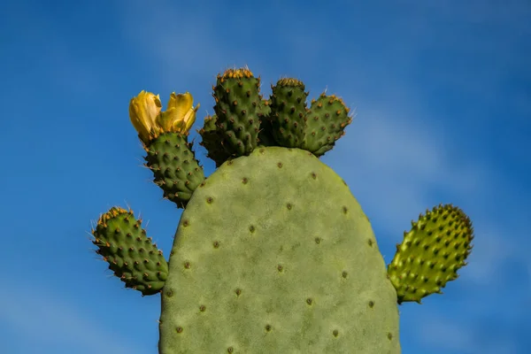 Kaktus Opuntia Mit Gelben Blüten Auf Blauem Himmelshintergrund Platz Für — Stockfoto