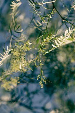 Schinus yumuşakça meyvesi ve ağaçta çiçekler. Peru biber ağacı