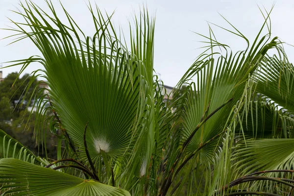 Çin Yel Değirmeni Palmiye Ağaçları Ağaçta Çiçek Açıyor Botanik Bahçesinde — Stok fotoğraf
