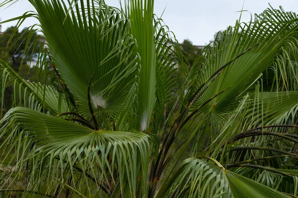 Chiński Wiatrak Palmowe Skupiska Kwiatów Kwitnących Drzewie Kwitnąca Palma Ogrodzie — Zdjęcie stockowe