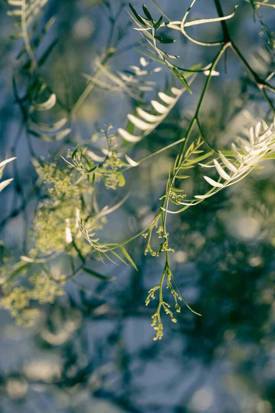 Schinus Yumuşakça Meyvesi Ağaçta Çiçekler Peru Biber Ağacı — Stok fotoğraf
