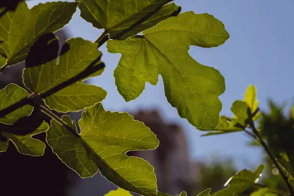 Hojas Verdes Una Higuera Contra Cielo Jardinería Casera Concepto Cuidado — Foto de Stock