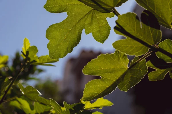 Зелене Листя Інжирного Дерева Небі Домашнє Озеленення Концепція Догляду Садом — стокове фото