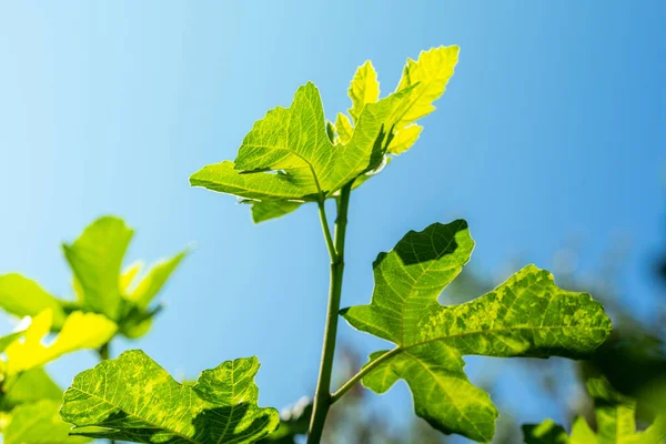 Folhas Verdes Uma Figueira Contra Céu Casa Jardinagem Conceito Cuidado — Fotografia de Stock