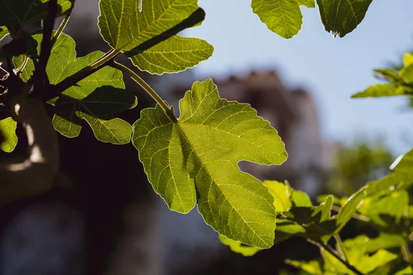 Hojas Verdes Una Higuera Contra Cielo Jardinería Casera Concepto Cuidado — Foto de Stock