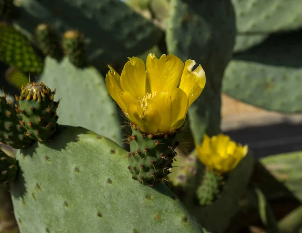 Cactus Vert Aux Fleurs Jaunes Fleurs Poire Piquante — Photo
