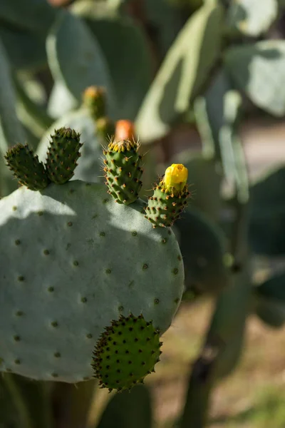Zielony Kaktus Żółtymi Kwiatami Kwiaty Gruszki Kolczastej — Zdjęcie stockowe