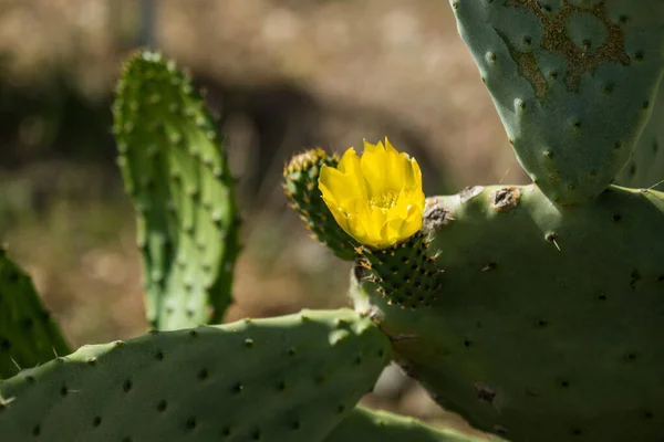 Cactus Verde Con Flores Amarillas Flores Pera Espinosa — Foto de Stock