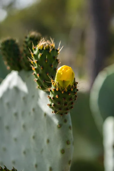 Grüner Kaktus Mit Gelben Blüten Blüten Der Kaktusfeige — Stockfoto