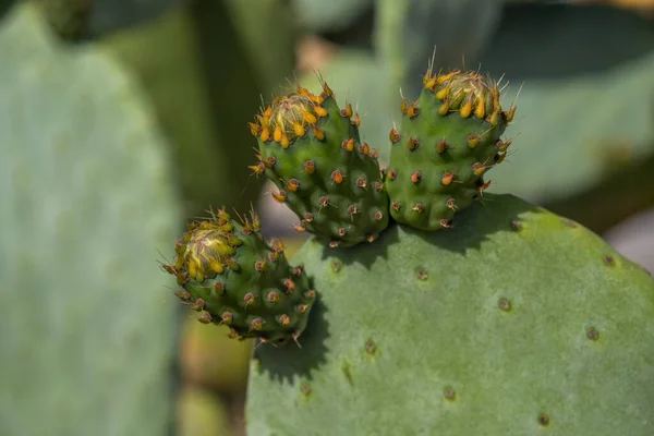 Cactus Ficcanaso Fiore Fiori Fico India — Foto Stock