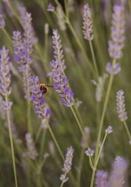 Baharda bahçede açan lavanta çiçekleri