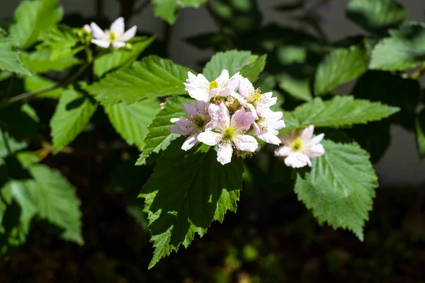 Blackberry Bush Blooming White Blackberry Flowers Home Gardening — Stockfoto