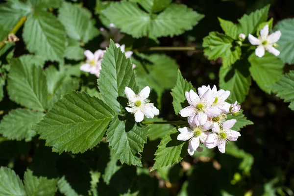 Blackberry Bush Blooming White Blackberry Flowers Home Gardening — Stockfoto