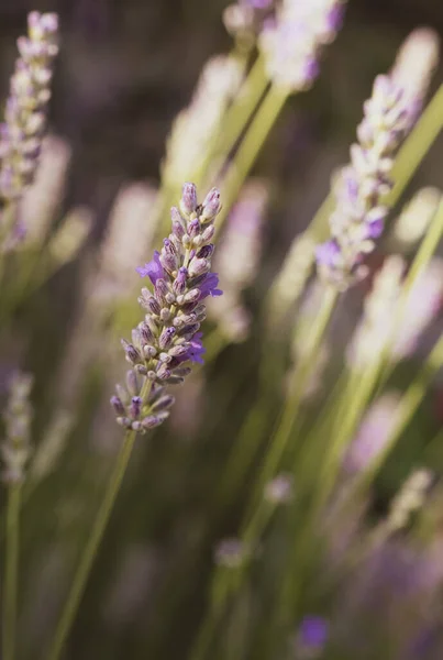 Blommande Lavendel Våren Trädgården Selektivt Fokus — Stockfoto