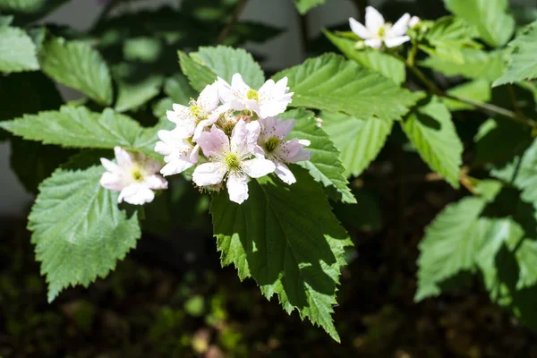 Blackberry Bush Blooming White Blackberry Flowers Home Gardening — Stockfoto