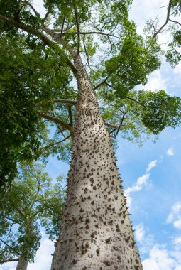 Çivili gövde İpek Ağacı (Chorisia speciosa veya Ceiba speciosa). Dikenli yeşil ağaç
