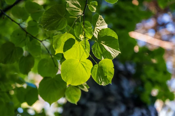 Зелене Листя Липи Сонці — стокове фото