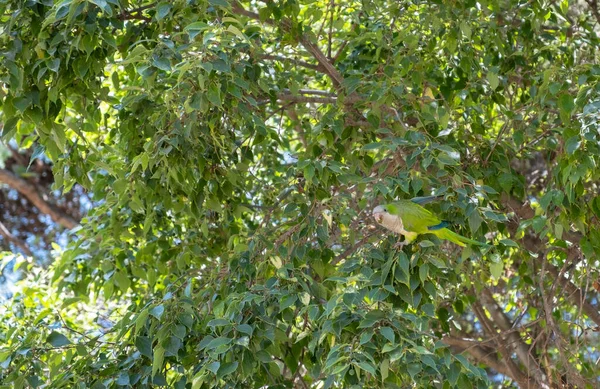 Green parrot on a green background of leaves in a city park