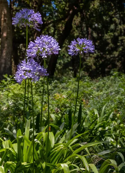 Agapanthus Linda Flor Azul Perto Inflorescência Roxa Jardim Com Fundo — Fotografia de Stock