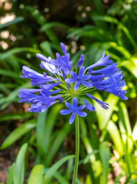 Agapanthus Güzel Mavi Çiçek Yaklaş Bahçede Bulanık Arkaplanlı Mor Cilt — Stok fotoğraf